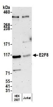 E2F8 Antibody