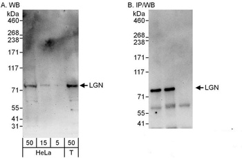 Rabbit anti-LGN Antibody