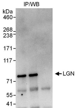 Rabbit anti-LGN Antibody