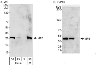 Rabbit anti-eIF6 Antibody