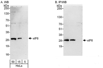 Rabbit anti-eIF6 Antibody