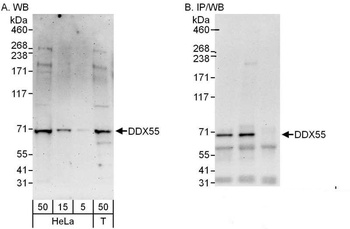 Rabbit anti-DDX55 Antibody