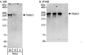 TANC1 Antibody