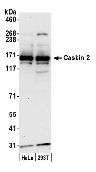Rabbit anti-Caskin 2 Antibody
