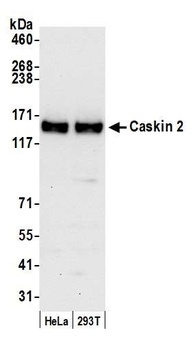 Rabbit anti-Caskin 2 Antibody