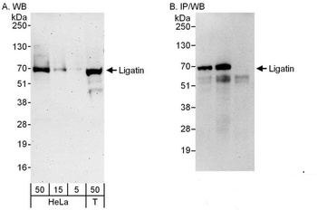 Rabbit anti-Ligatin Antibody