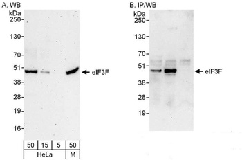 Rabbit anti-eIF3F Antibody