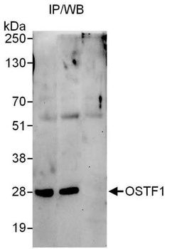 OSTF1 Antibody