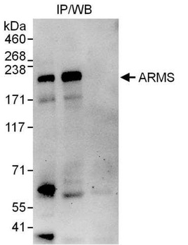 ARMS Antibody