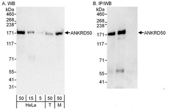 Rabbit anti-ANKRD50 Antibody