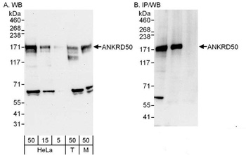 Rabbit anti-ANKRD50 Antibody