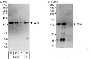 Rabbit anti-Varp Antibody