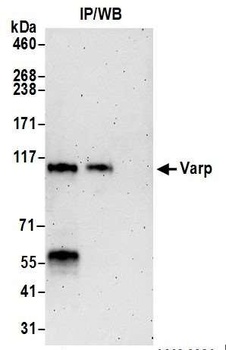 Rabbit anti-Varp Antibody