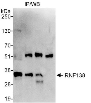 Rabbit anti-RNF138 Antibody