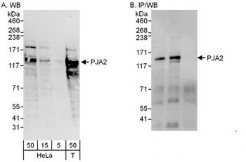 Rabbit anti-PJA2 Antibody