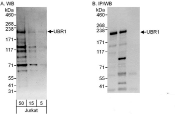 Rabbit anti-UBR1 Antibody