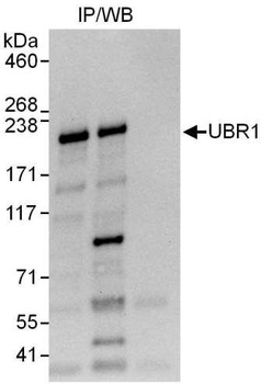 Rabbit anti-UBR1 Antibody