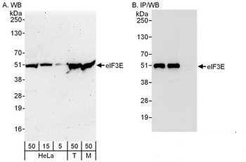 Rabbit anti-eIF3E Antibody