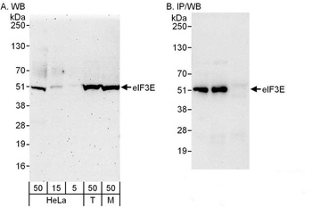 Rabbit anti-eIF3E Antibody
