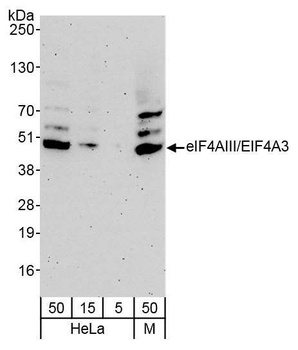 Rabbit anti-eIF4AIII/EIF4A3 Antibody