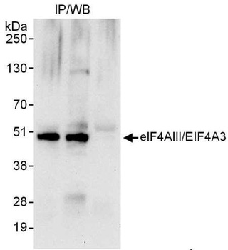 Rabbit anti-eIF4AIII/EIF4A3 Antibody