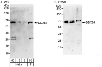 Rabbit anti-DDX56 Antibody