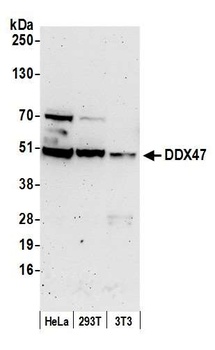 DDX47 Antibody