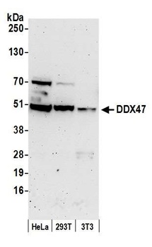 Rabbit anti-DDX47 Antibody