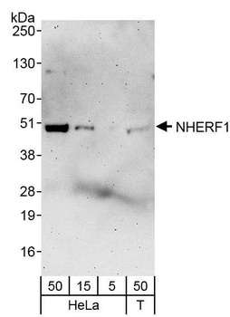 Rabbit anti-NHERF1 Antibody