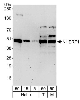 Rabbit anti-NHERF1 Antibody