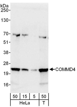 Rabbit anti-COMMD4 Antibody