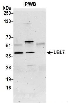 UBL7 Antibody