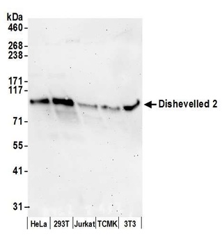 Rabbit anti-Dishevelled 2 Antibody
