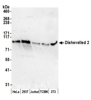 Dishevelled 2 Antibody