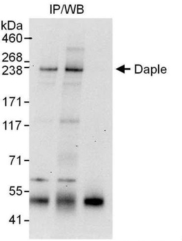 Rabbit anti-Daple Antibody