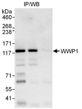 WWP1 Antibody
