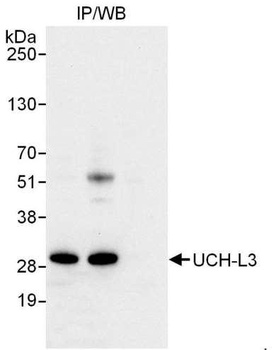 UCH-L3 Antibody