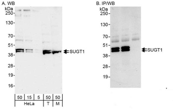Rabbit anti-SUGT1 Antibody