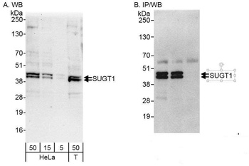 Rabbit anti-SUGT1 Antibody