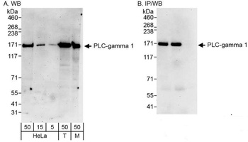 PLC-gamma 1 Antibody