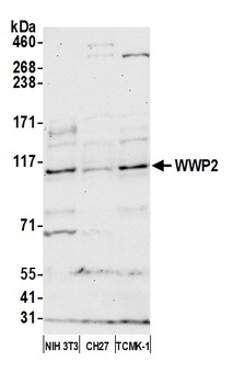 WWP2 Antibody