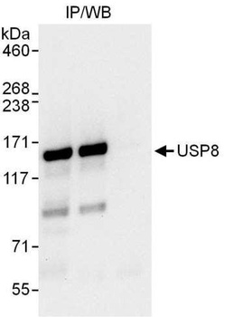 Rabbit anti-USP8 Antibody