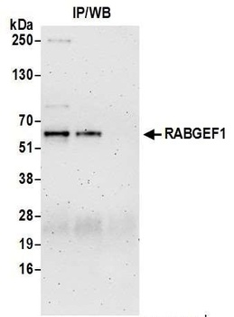 Rabbit anti-RABGEF1 Antibody