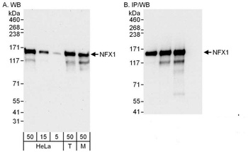 NFX1 Antibody