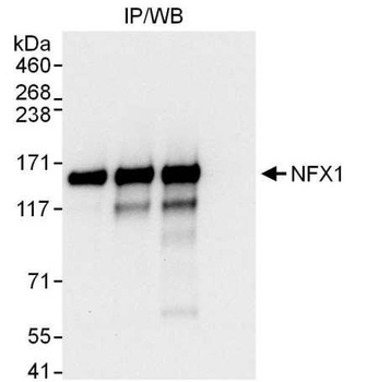 Rabbit anti-NFX1 Antibody