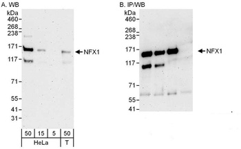 Rabbit anti-NFX1 Antibody