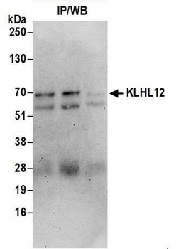 KLHL12 Antibody