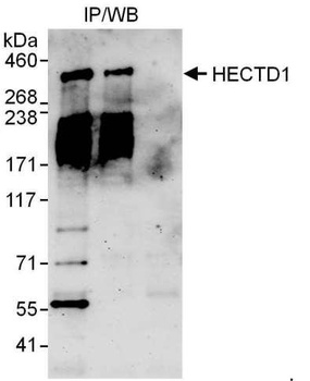 Rabbit anti-HECTD1 Antibody