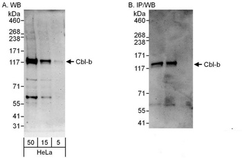 Rabbit anti-Cbl-b Antibody