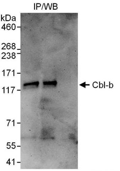 Cbl-b Antibody